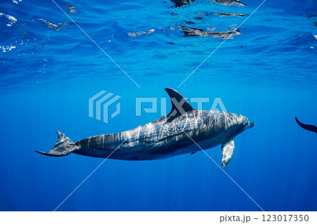 ミナミハンドウイルカ　嫁島　小笠原　東京都 123017350