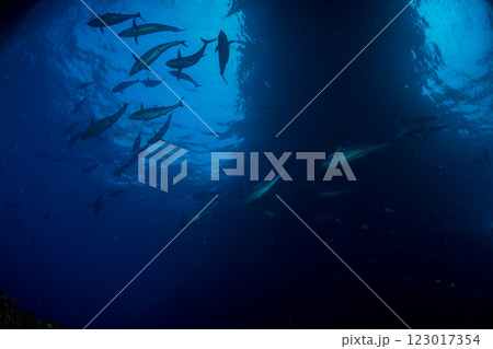 マグロ穴のイソマグロ 小笠原 東京都 マグロ穴のイソマグロ 小笠原 東京都 123017354