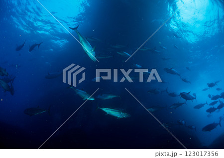 マグロ穴のイソマグロ　小笠原　東京都　 123017356