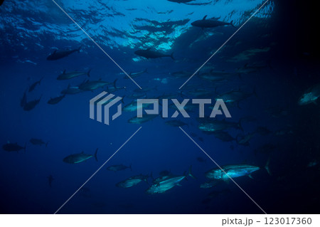 マグロ穴のイソマグロ 小笠原 東京都 マグロ穴のイソマグロ 小笠原 東京都 123017360