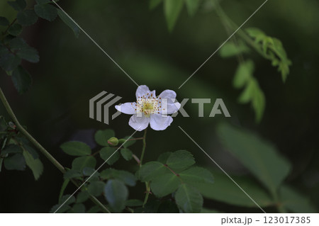 初夏の森に咲く白い野茨の花 初夏の森に咲く白い野茨の花 123017385