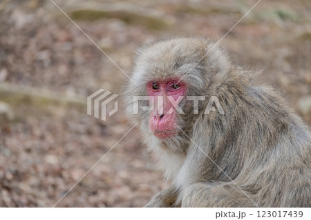 ニホンザル 嵐山モンキーパークいわたやま ニホンザル 嵐山モンキーパークいわたやま 123017439