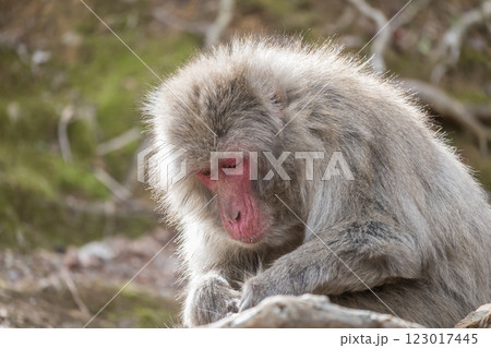 ニホンザル　嵐山モンキーパークいわたやま 123017445