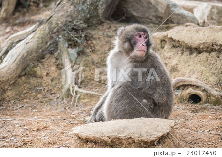 ニホンザル　嵐山モンキーパークいわたやま 123017450