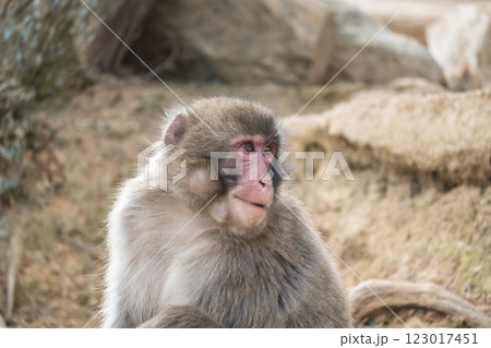 ニホンザル　嵐山モンキーパークいわたやま 123017451