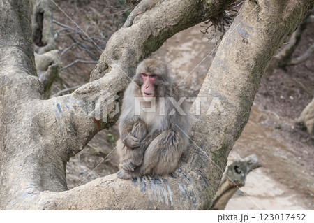 木の上にすわるニホンザル　嵐山モンキーパークいわたやま 123017452