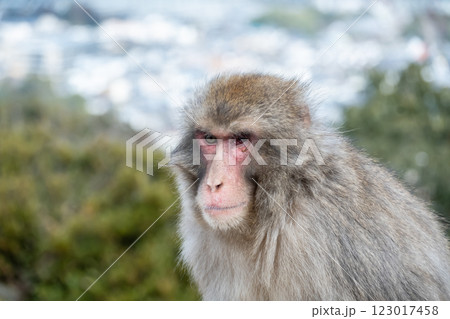 ニホンザル 嵐山モンキーパークいわたやま ニホンザル 嵐山モンキーパークいわたやま 123017458