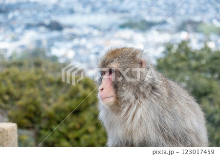 ニホンザル　嵐山モンキーパークいわたやま 123017459