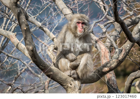 木の上のニホンザル 嵐山モンキーパークいわたやま 木の上のニホンザル 嵐山モンキーパークいわたやま 123017460