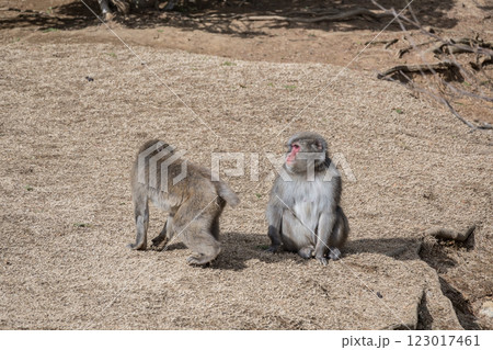 ニホンザル　嵐山モンキーパークいわたやま 123017461
