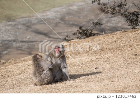 毛づくろいするニホンザル　嵐山モンキーパークいわたやま 123017462