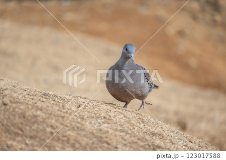 キジバト　 123017588