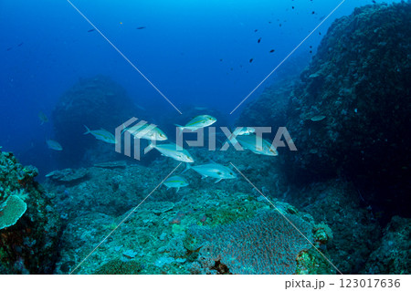 ヒレナガカンパチの群れ 小笠原 東京都 ヒレナガカンパチの群れ 小笠原 東京都 123017636