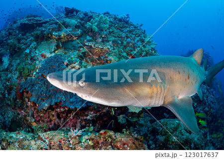 シロワニ 小笠原 東京都 シロワニ 小笠原 東京都 123017637