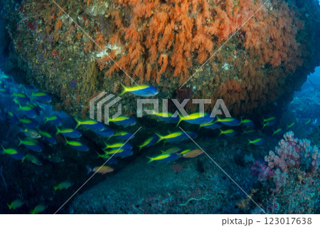 ウメイロの群れ　小笠原　東京都 123017638