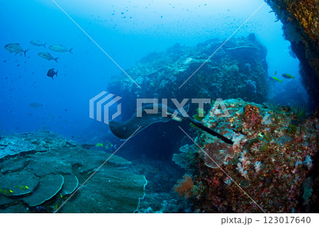 マダラエイ　小笠原　東京都 123017640