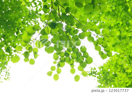 新緑の桂(エコイメージ) 新緑の桂(エコイメージ) 123017737