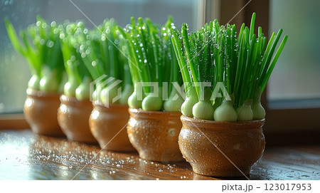 Bright green onion bundles flourish in small ceramic pots along sunny windowsill their leaves glistening droplets of water in lively indoor garden setting. 123017953