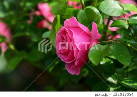 庭のピンクのバラ　アンジェラ 123018054