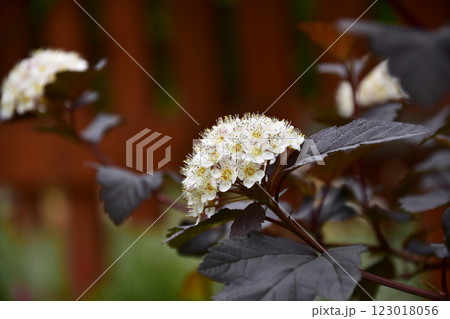 初夏の庭のコデマリの花 初夏の庭のコデマリの花 123018056
