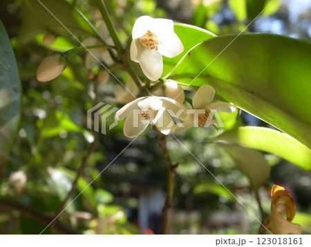 榊の花 榊の花 123018161