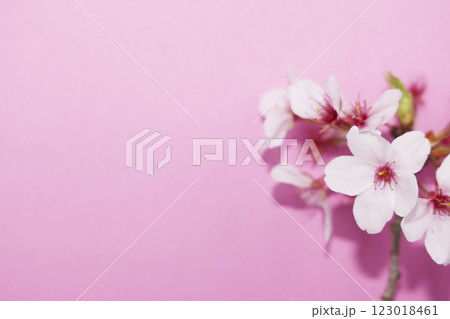 グリーティング_背景_桜 123018461