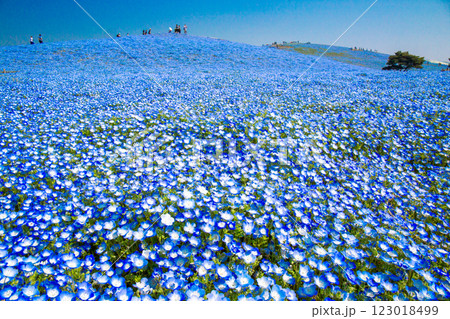 青い空とネモフィラ 123018499