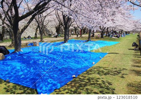 さくらまつり お花見の場所取りのブルーシート さくらまつり お花見の場所取りのブルーシート 123018510