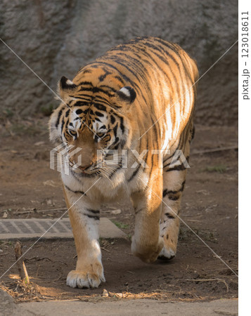 迫り来るトラ 迫り来るトラ 123018611