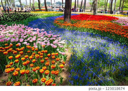カラフルなチューリップ畑 123018674