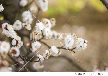 八重冬至 白梅 梅林 春の花 素材 123018776
