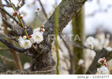八重冬至 白梅 梅林 春の花 素材 八重冬至 白梅 梅林 春の花 素材 123018777