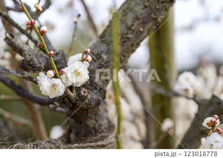 八重冬至 白梅 梅林 春の花 素材 123018778