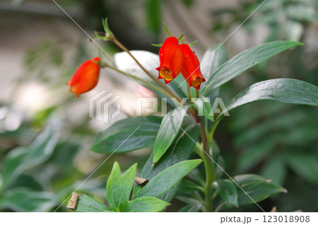 シーマニア シーマニア 123018908