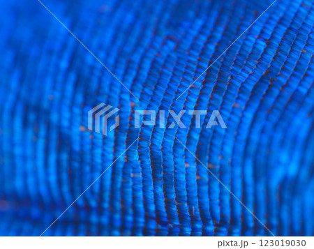 拡大したメネラウスモルフォの蝶の翅の鱗粉　マクロ撮影 123019030