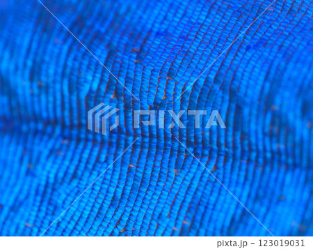 拡大したメネラウスモルフォの蝶の翅の表面　マクロ撮影 123019031