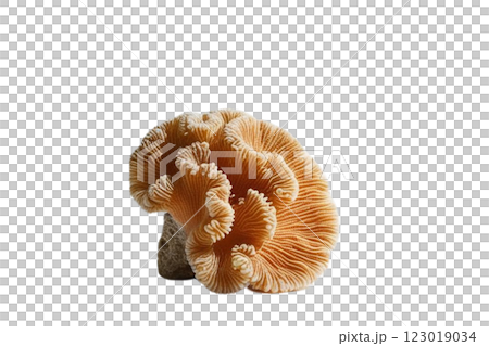 One corals on transparency background PNG 123019034