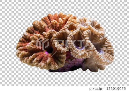 One corals on transparency background PNG One corals on transparency background PNG 123019036