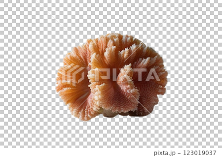 One corals on transparency background PNG 123019037