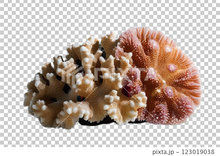 One corals on transparency background PNG One corals on transparency background PNG 123019038