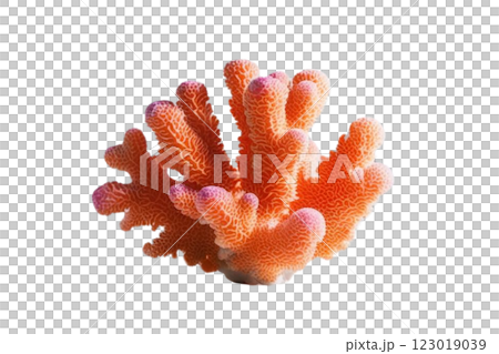 One corals on transparency background PNG One corals on transparency background PNG 123019039