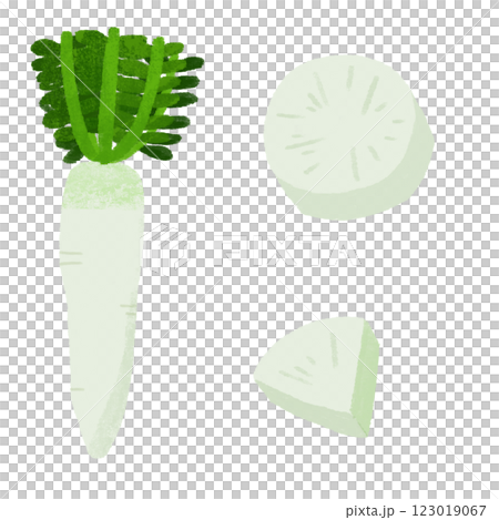 Hand-drawn illustration set of various ways to cut radish Hand-drawn illustration set of various ways to cut radish 123019067