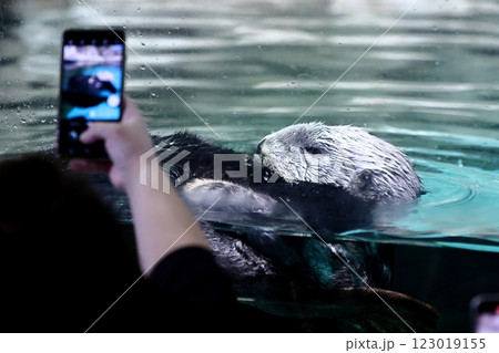 マリンワールド海ノ中道のリロくん 123019155