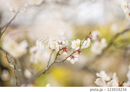 十郎 十郎梅 白梅 梅林 春の花 素材 十郎 十郎梅 白梅 梅林 春の花 素材 123019256
