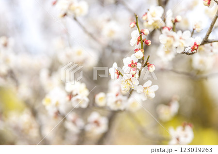 十郎 十郎梅 白梅 梅林 春の花 素材 123019263