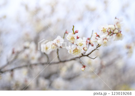 十郎 十郎梅 白梅 梅林 春の花 素材 123019268