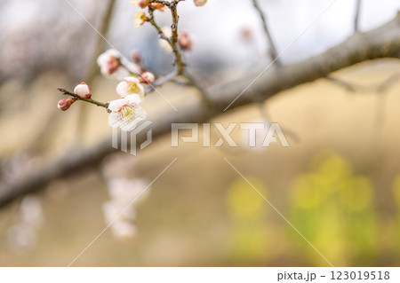 鴬宿 鴬宿梅 白梅 梅林 春の花 素材 123019518