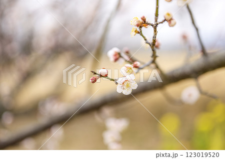 鴬宿 鴬宿梅 白梅 梅林 春の花 素材 123019520