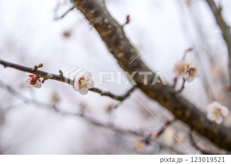 鴬宿 鴬宿梅 白梅 梅林 春の花 素材 鴬宿 鴬宿梅 白梅 梅林 春の花 素材 123019521