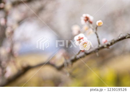 鴬宿 鴬宿梅 白梅 梅林 春の花 素材 123019526